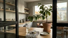 Zwykła soda oczyszczona na nalot na liściach cytrusów: oprysk, który działa tylko przy dobrym zastosowaniu